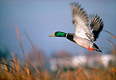BRD 03 RK0057 01
Mallard Duck In Flight
