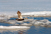 BRD 03 SK0002 01
Spectacled Eider Flying Over Icy Lake Alaska