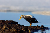 BRD 03 SK0003 01
Spectacled Eider Shaking Off Water After Diving For Food Alaska