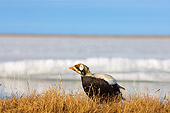 BRD 03 SK0004 01
Spectacled Eider Shaking Off Water After Diving For Food Alaska