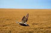 BRD 03 SK0005 01
Spectacled Eider Taking Flight Over Marsh Alaska