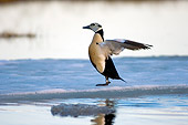 BRD 03 SK0007 01
Steller's Eider Flapping Wings By Icy Lake Alaska