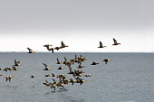 BRD 03 SK0008 01
Flock Of King Eiders Flying Over Water Alaska