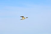 BRD 03 SK0009 01
Northern Pintail Flying Alaska