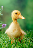 BRD 03 TK0001 01
Domestic Farm Duckling Standing In Grass