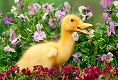 BRD 03 TK0003 01
Domestic Farm Duckling Standing By Flowers