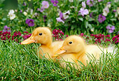 BRD 03 TK0004 01
Two Domestic Farm Ducklings Sitting In Grass