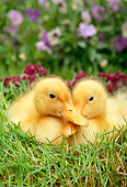 BRD 03 TK0005 01
Two Domestic Farm Ducklings Sitting In Grass