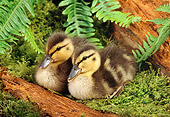 BRD 03 TK0006 01
Two Mallard Ducklings Sitting On Moss By Ferns