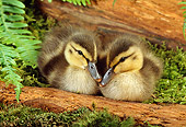 BRD 03 TK0006 02
Two Mallard Ducklings Sitting On Moss By Ferns