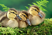 BRD 03 TK0007 01
Three Mallard Ducklings Sitting On Moss By Ferns