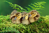 BRD 03 TK0007 02
Three Mallard Ducklings Sitting On Moss By Ferns