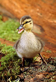 BRD 03 TK0008 01
Mallard Duckling Standing On Moss Quacking