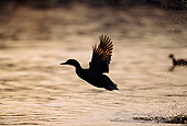 BRD 03 TK0010 01
Silhouette Profile Of Mallard Drake Taking Flight Off Lake
