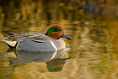BRD 03 TL0001 01
Green-winged Teal Duck In Water