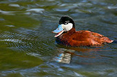 BRD 03 TL0002 01
Ruddy Duck In Water