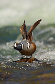 BRD 03 TL0003 01
Harlequin Duck In Water