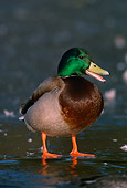 BRD 03 TL0004 01
Mallard Duck Drake Standing On Frozen Pond