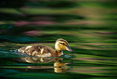 BRD 03 TL0005 01
Young Mallard Duckling Swimming In Water