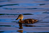 BRD 03 TL0007 01
Mallard Duckling In Water