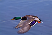 BRD 03 TL0008 01
Mallard Duck In Flight
