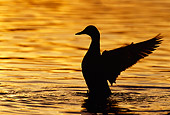 BRD 03 TL0009 01
Silhouette Of Mallard Duck Drying Wings At Sunset