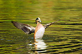 BRD 03 TL0010 01
American Wigeon Drake Drying Wings