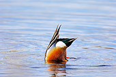 BRD 03 TL0011 01
Northern Shoveler Male Feeding In Shallow Water