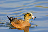 BRD 03 TL0012 01
American Wigeon Drake Swimming In Water