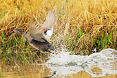 BRD 03 TL0013 01
Gadwall Drake Taking Flight From Marsh