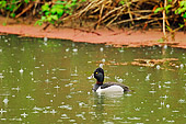 BRD 03 TL0014 01
Ring-Necked Duck Drake Swimming In Rain