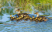 BRD 03 TL0015 01
Two Mallard Duck Hens Swimming With Ducklings By Grass