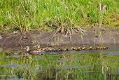 BRD 03 TL0016 01
Two Mallard Duck Hens Swimming With Ducklings By Grass
