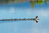 BRD 03 TL0017 01
Barrow's Goldeneye Duck Hen Swimming In Pond With Ducklings