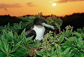 BRD 04 BA0001 01
Great Frigatebird Sitting On Branch During Sunset