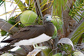 BRD 04 JM0002 01
Brown Booby Perching In Coconut Palm Tree