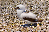 BRD 04 JM0003 01
Young Masked Booby Standing On Rocky Beach