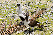 BRD 04 JM0004 01
Two Boobies Standing On Rocky Beach