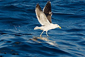 BRD 04 KH0003 01
Kelp Gull Flying Over Ocean