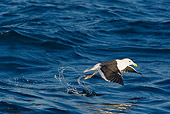 BRD 04 KH0004 01
Kelp Gull Flying Over Ocean