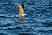 BRD 04 KH0005 01
Juvenile Kelp Gull Flying Over Ocean