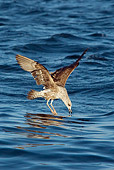 BRD 04 KH0006 01
Juvenile Kelp Gull Flying Over Ocean