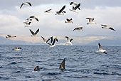 BRD 04 KH0007 01
Flock Of Kelp Gulls Flying Over Ocean And Great White Shark