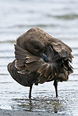 BRD 04 KH0008 01
Brown Skua Preening In Shallow Water Antarctica