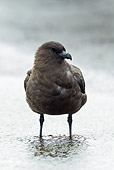 BRD 04 KH0009 01
Great Skua Standing In Lagoon Antarctica