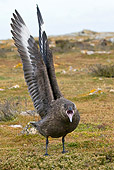 BRD 04 KH0011 01
Brown Skua Calling On Grass With Wings Spread Falklands
