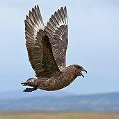 BRD 04 KH0012 01
Brown Skua In Flight Falklands