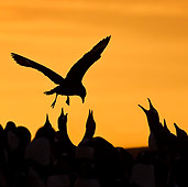 BRD 04 KH0013 01
Silhouette Of Brown Skua Flying Over Colony Of Gentoo Penguins Falklands