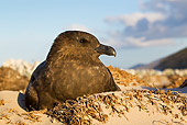 BRD 04 KH0016 01
Brown Skua Sitting At Nest Falklands