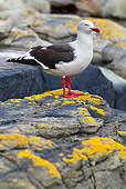 BRD 04 KH0017 01
Dolphin Gull Standing On Rocks Falklands